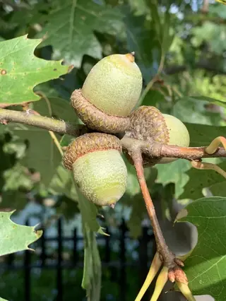 Red Oak fruit_seed