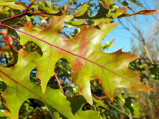 Red Oak (Quercus rubra), fall color