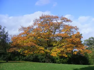 Red Oak (Quercus rubra), bloom