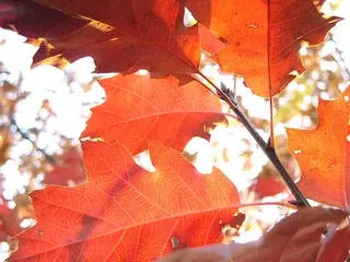 Red Oak (Quercus rubra), habit