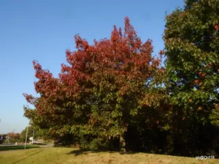 Oak, Red