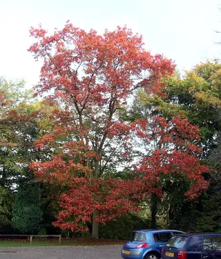 Red Oak (Quercus rubra), mature form