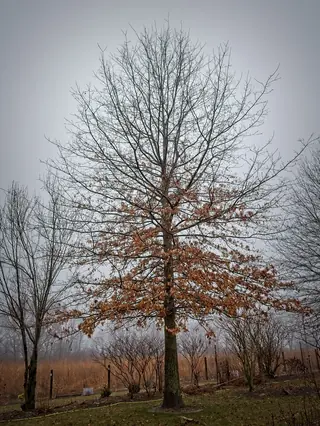 Shumard Oak (Quercus shumardii), fall color
