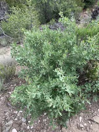 Oak, Wavyleaf