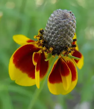 Prairie Coneflower (Ratibida columnifera), mature form