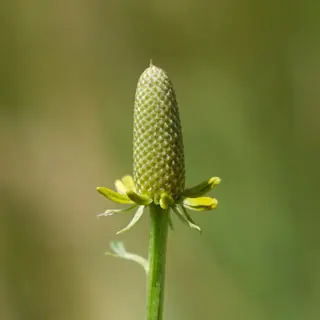 Prairie Coneflower (Ratibida columnifera), bloom