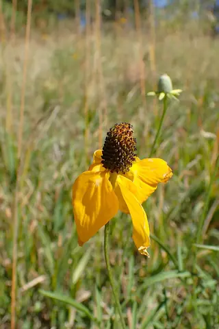 Prairie Coneflower (Ratibida columnifera), foliage