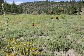 Prairie Coneflower
