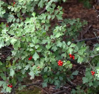 Fragrant sumac (Rhus aromatica), habit