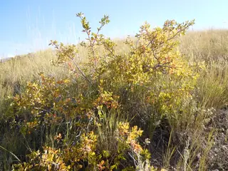 Fragrant sumac (Rhus aromatica), bloom