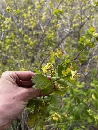 Fragrant sumac (Rhus aromatica), fall color