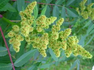 Smooth sumac (Rhus glabra), habit