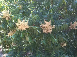 Smooth sumac (Rhus glabra), bloom
