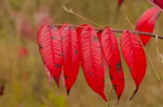 Smooth sumac (Rhus glabra), mature form