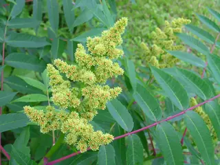 Smooth sumac (Rhus glabra), fall color