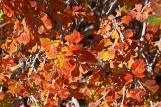 Three-leaf sumac (Rhus trilobata), bloom