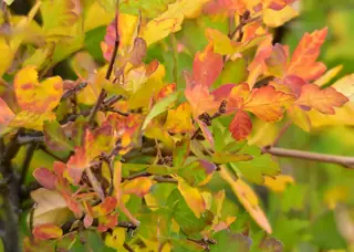 Three-leaf sumac (Rhus trilobata), fall color