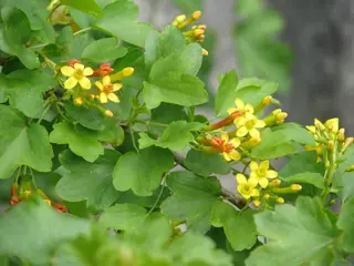 Golden currant (Ribes aureum), foliage