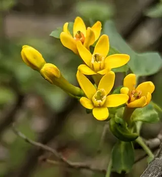 Golden currant (Ribes aureum), bloom