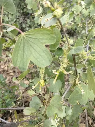Golden currant (Ribes aureum), mature form