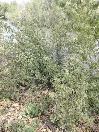 Golden currant