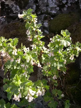Wax currant (Ribes cereum), foliage