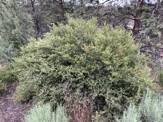 Wax currant (Ribes cereum), mature form