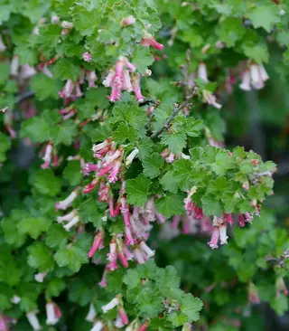 Wax currant (Ribes cereum), fall color
