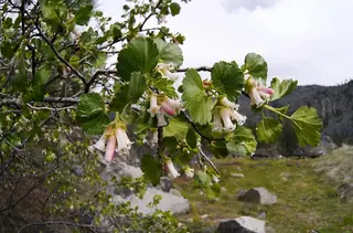 Wax currant (Ribes cereum), habit