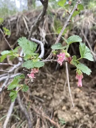 Wax currant (Ribes cereum), bloom