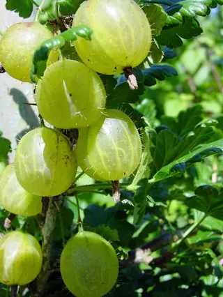 Red Jacket gooseberry (Ribes uva-crispa 'Red Jacket'), foliage
