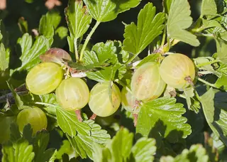 Red Jacket gooseberry (Ribes uva-crispa 'Red Jacket'), bloom