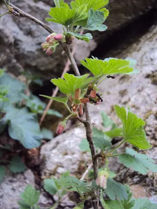 Red Jacket gooseberry (Ribes uva-crispa 'Red Jacket'), fall color