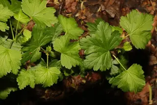 Red Jacket gooseberry