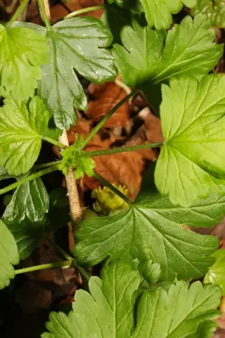 Red Jacket gooseberry (Ribes uva-crispa 'Red Jacket'), mature form