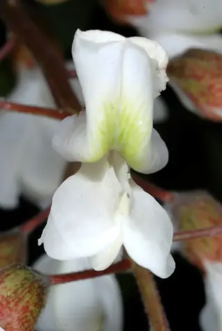 Black Locust - 'Purple Robe' (Robinia pseudoacacia), bloom