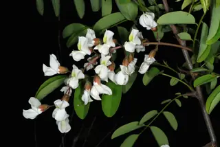 Black Locust - 'Purple Robe' (Robinia pseudoacacia), foliage