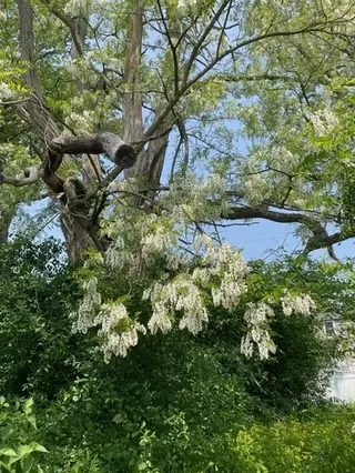 Black Locust - 'Purple Robe'
