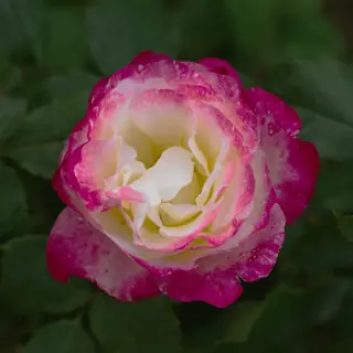 Double Delight rose