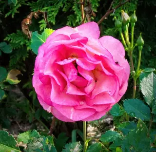 Sunrise Sunset rose