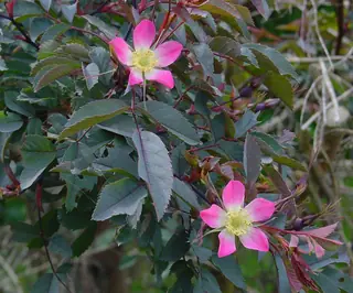 Redleaf rose (Rosa glauca), fall color
