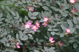 Redleaf rose (Rosa glauca), foliage
