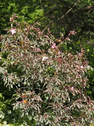 Redleaf rose (Rosa glauca), mature form