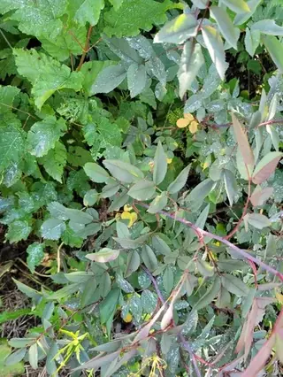 Redleaf rose (Rosa glauca), bloom