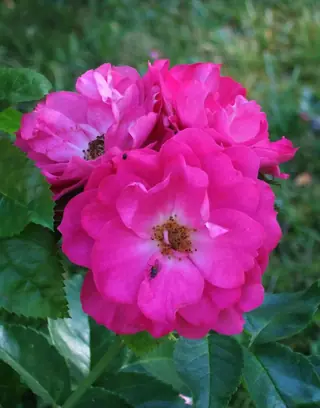 John Cabot rose