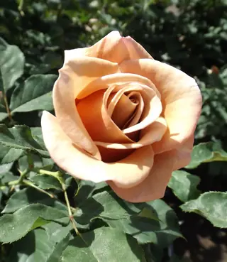 Koko Loko rose