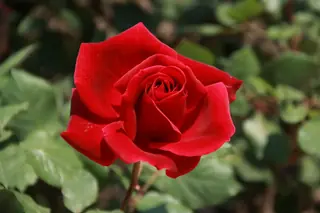 Mister Lincoln rose