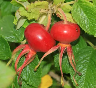 Rugosa / beach rose (Rosa rugosa), foliage