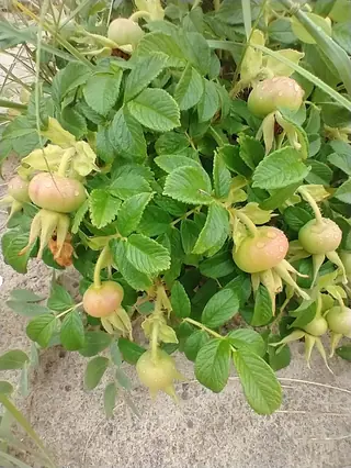 Rugosa / beach rose (Rosa rugosa), mature form