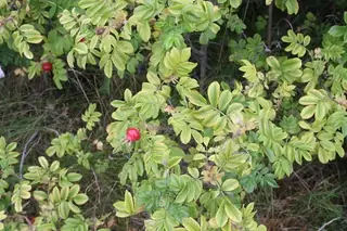 Rugosa / beach rose
